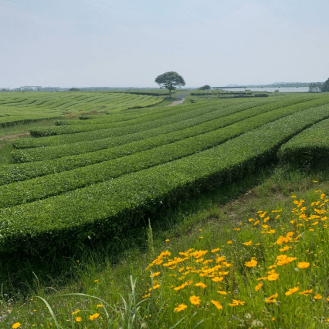 14:00 お茶の博物館 o'sulloc tea museum（오설록 티뮤지엄） 이미지 3