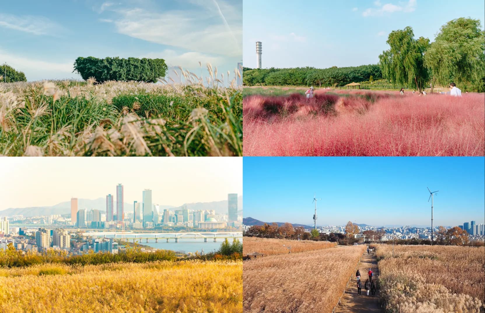 夕暮れ時の真っ赤に染まるススキに、誰もが感動するはず