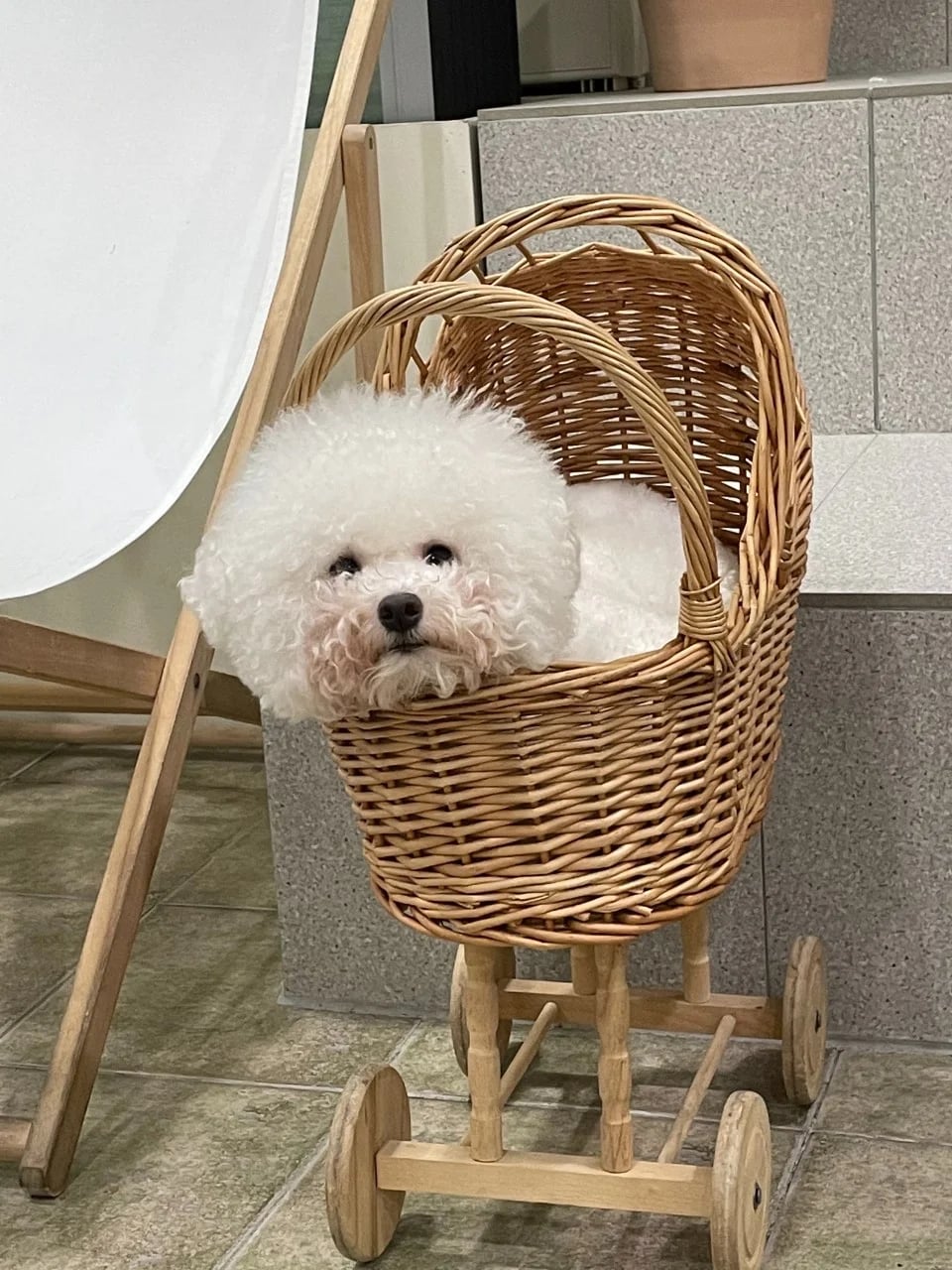 Sunny's Dog Cafe 배경 이미지