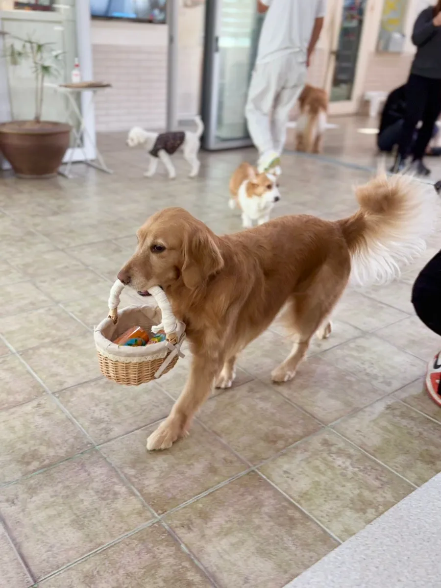 ワンちゃんが運んでくれるドリンク