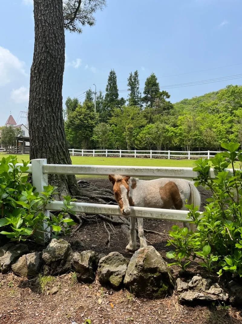 牧場での出餌やり体験もできちゃう