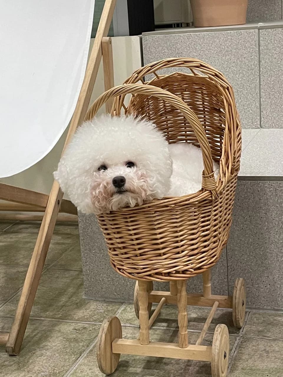 Sunny's Dog Cafe
